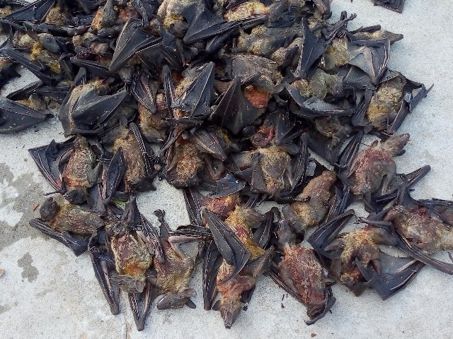 Bat Meat To Make Meal Food Nigeria