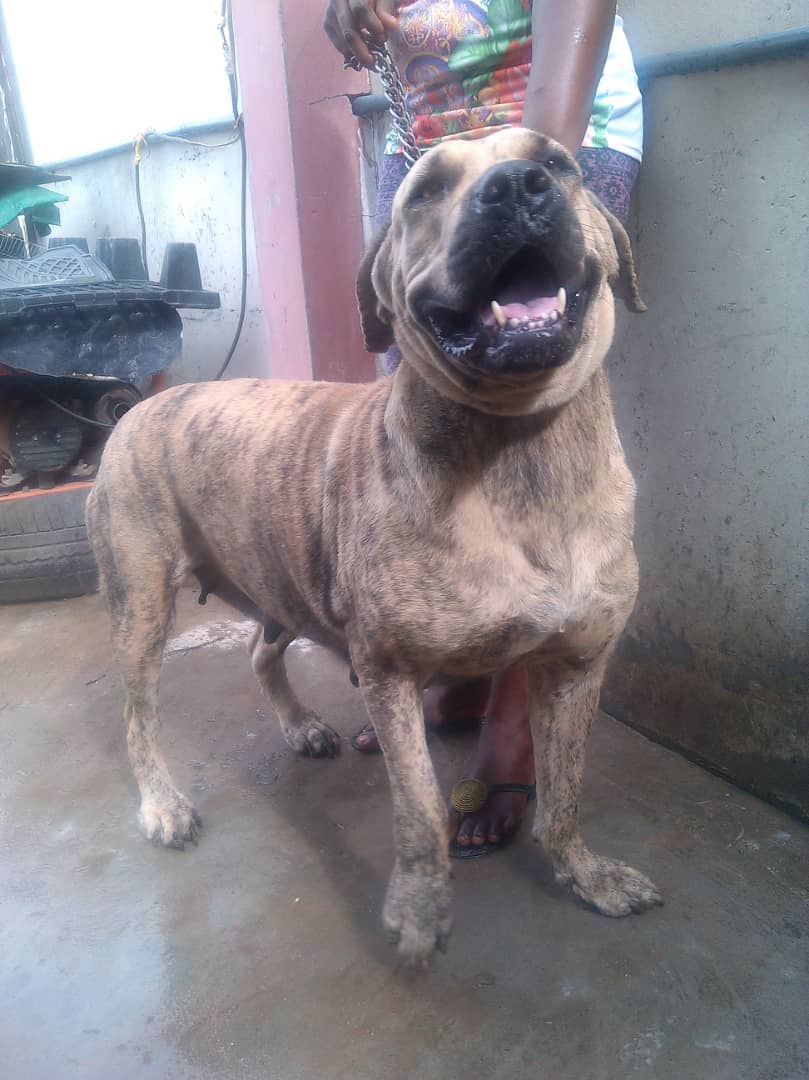 Lovely Brindle Female Boerboel Available(sold) - Pets - Nigeria