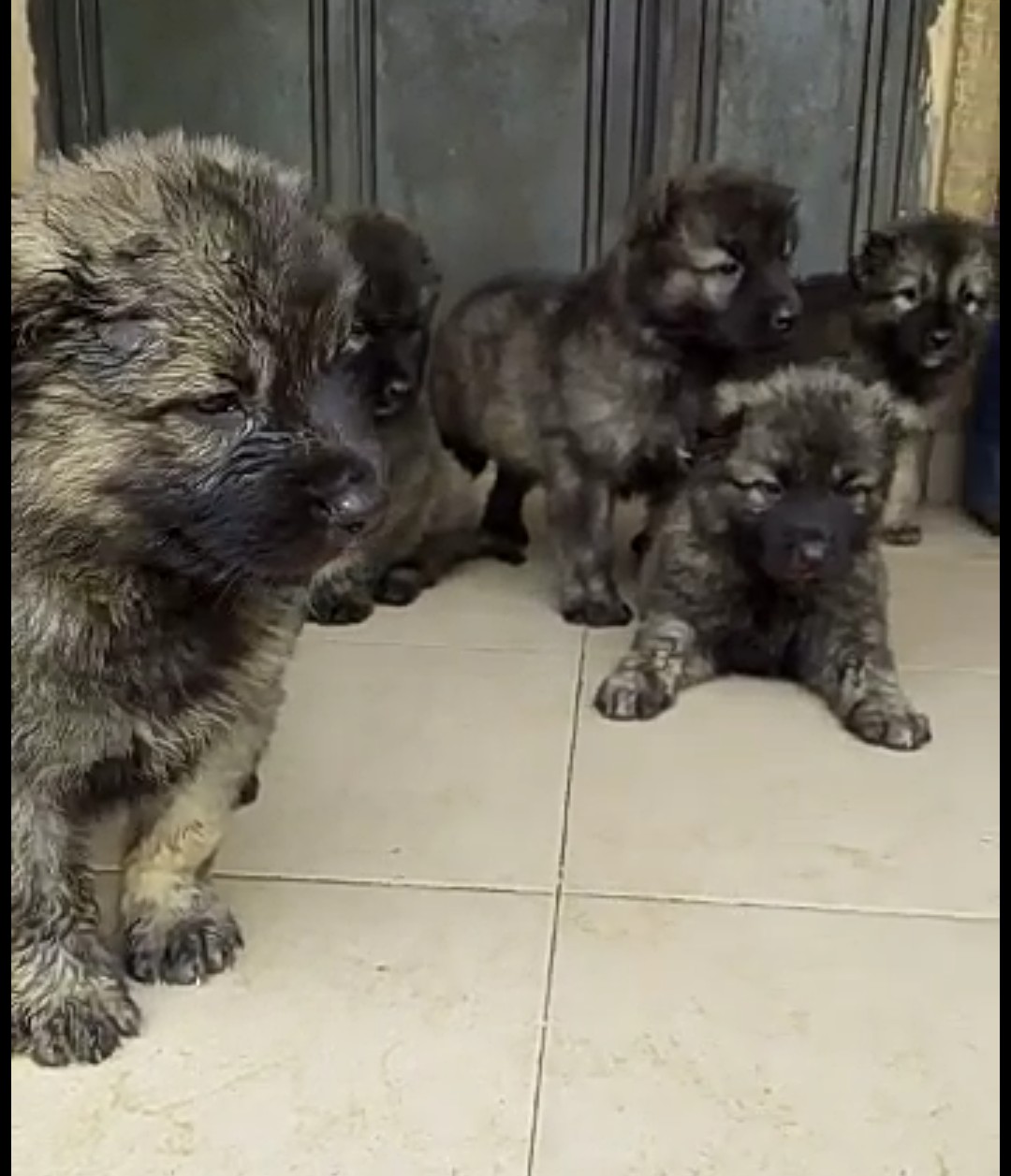 Alert! Big Bone Caucasian Puppies For Sale - Pets - Nigeria