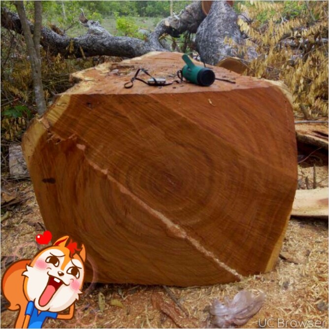 Apa Wood In Large Quantity For Sale - Agriculture - Nigeria