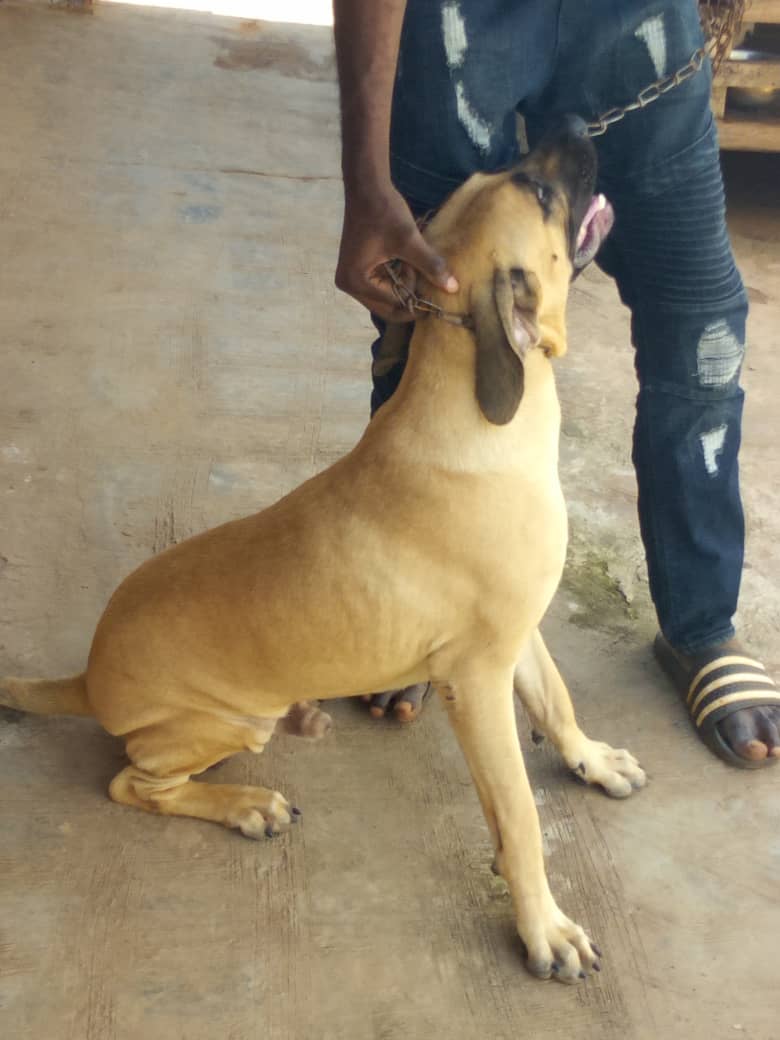 5 month old store boerboel