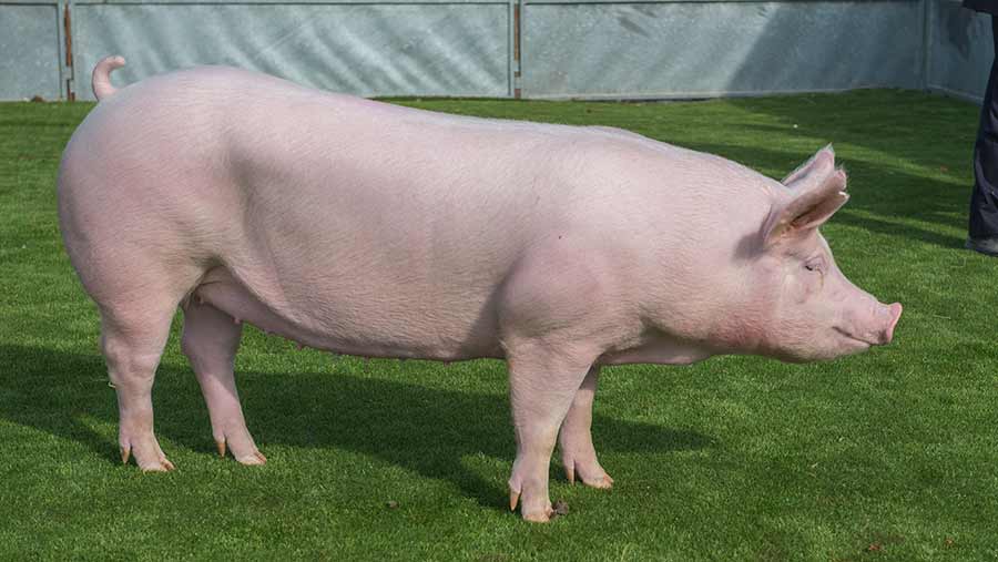 5-ways-to-make-your-pig-grow-quickly-agriculture-nigeria