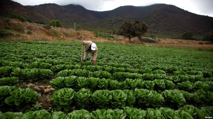 How To Start Lettuce Farming In Nigeria Agriculture Nigeria 5630