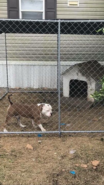 whats the best flooring for a dog kennel