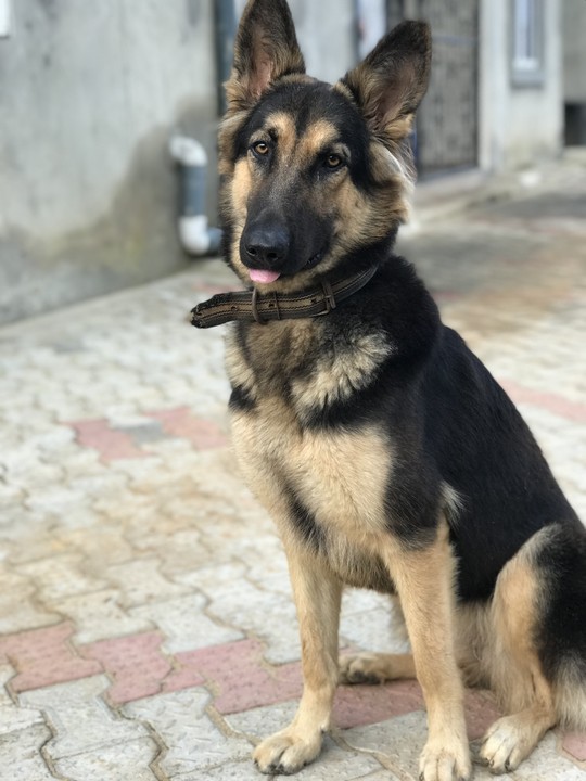 Boerboel and store german shepherd mix