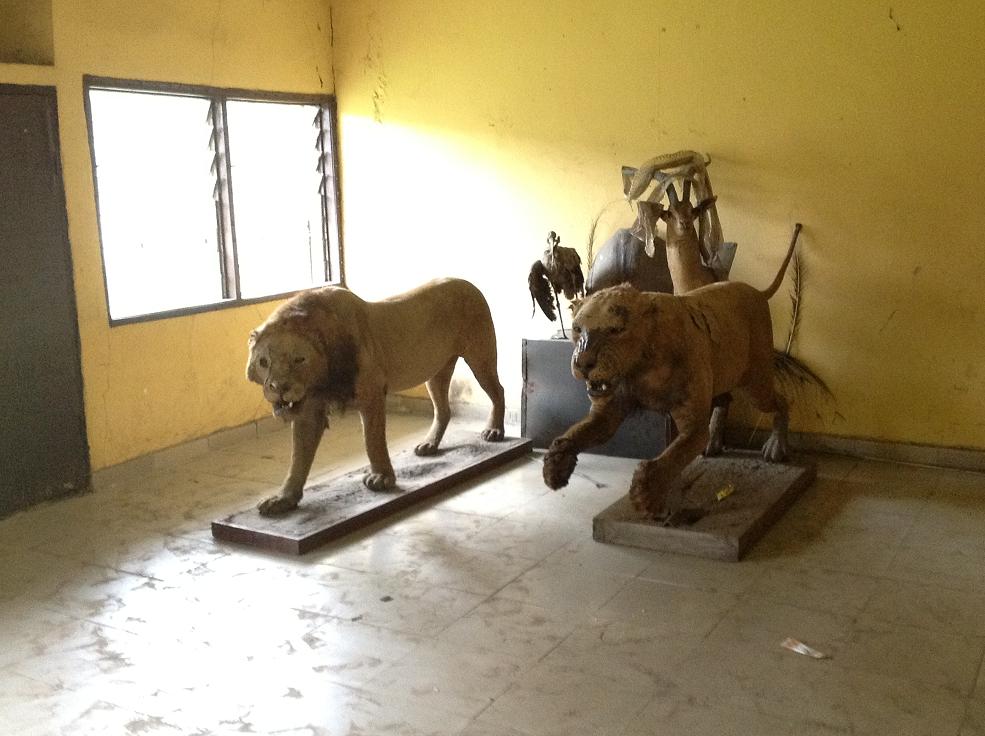 Nigeria@52 Celebration In Port-Harcourt Zoo (Photos) - Events - Nigeria