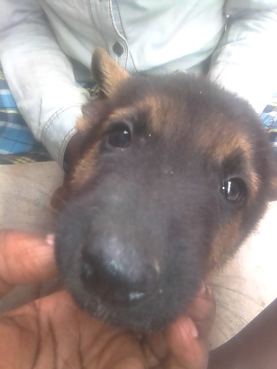 puppy nairaland 15k few month pets