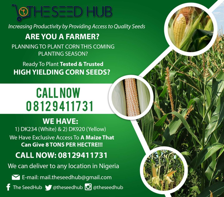 high-yielding-corn-seeds-harvest-8-tons-per-hectare-call