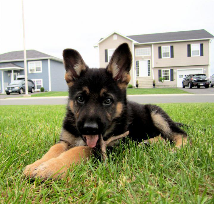 7 week old discount german shepherd puppy