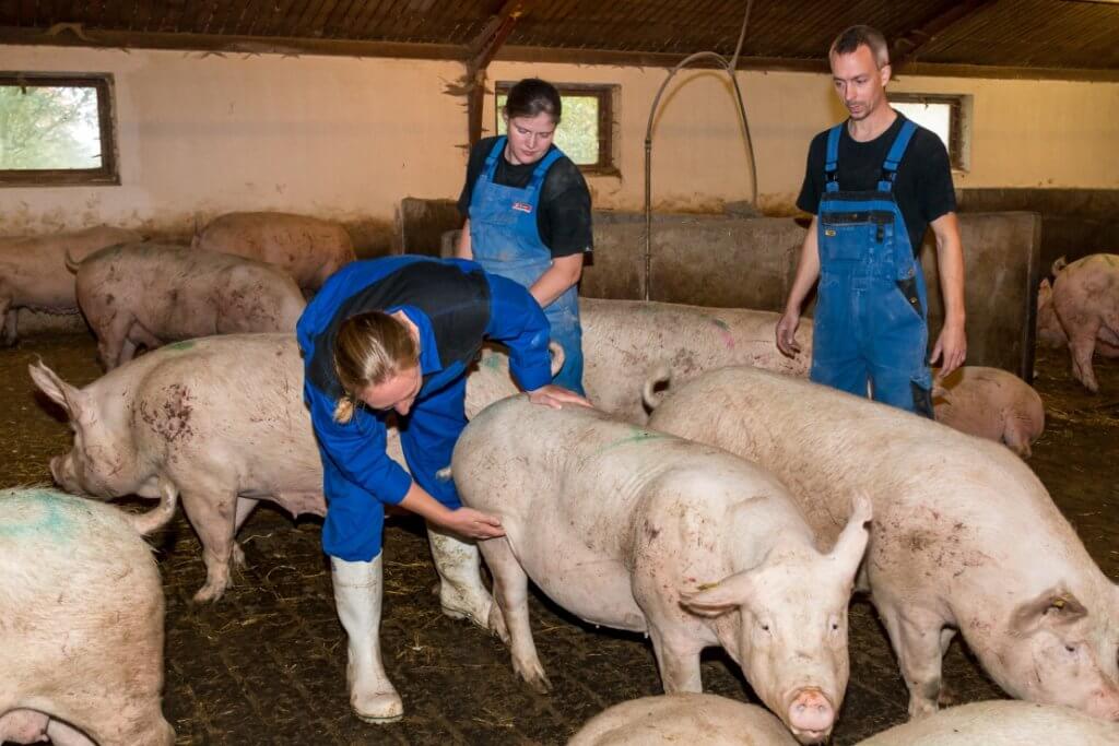 The Ultimate Comprehensive Guide To Commercial Pig Farming Business In 