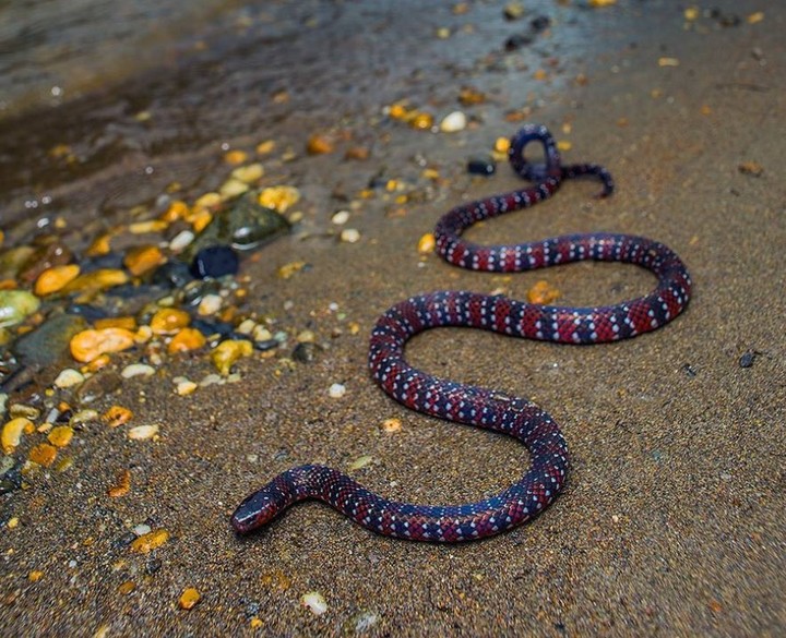 amazing pictures of snakes