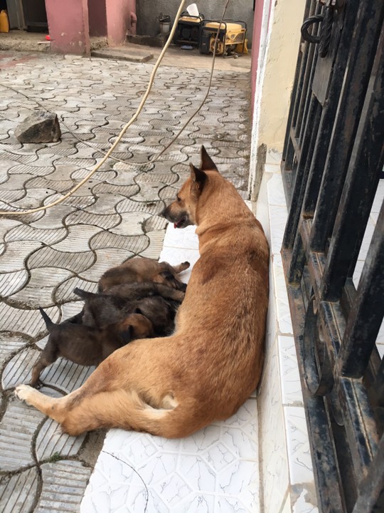 Caucasian Shepherd / German Shepherd Mix Pups For Sale In Abuja. - Pets