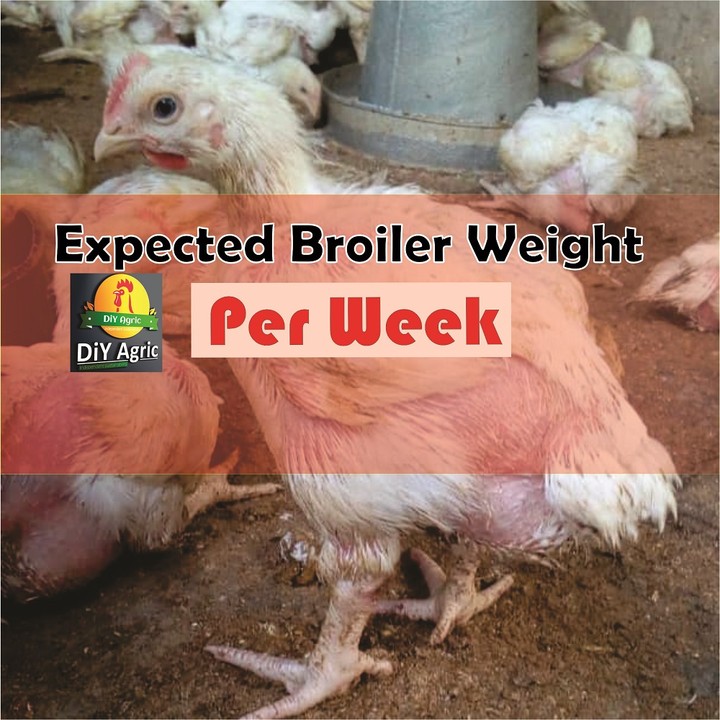 expected-broiler-weight-per-week-and-how-to-get-it-agriculture-nigeria