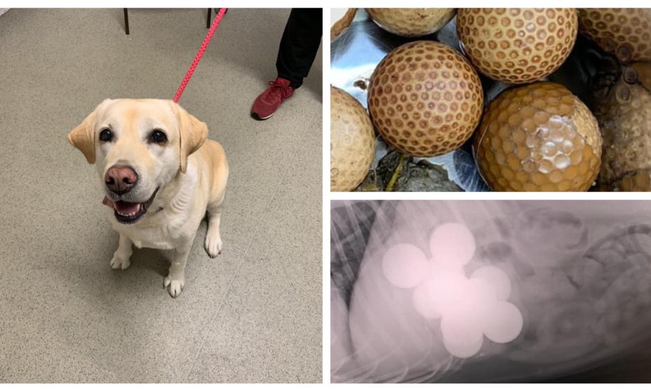 Dog Survives After Vet Removes 10 Golf Balls From Its Stomac - Pets - Nigeria