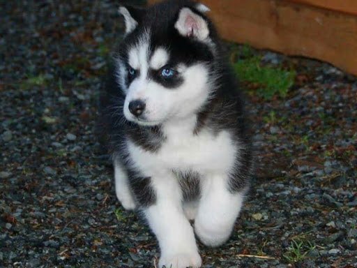 Alaskan husky puppies deals for sale cheap