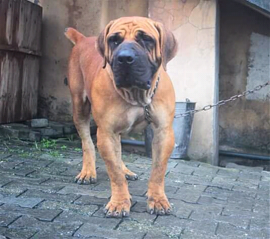 Pedigree Adult Boerboel With Doc And Adult Male Ihasa Apso For