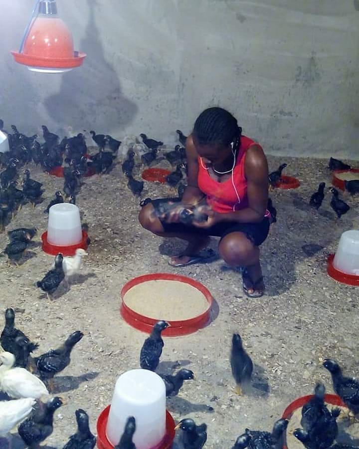 Lets Build A Poultry Farm Business Together - Agriculture - Nigeria